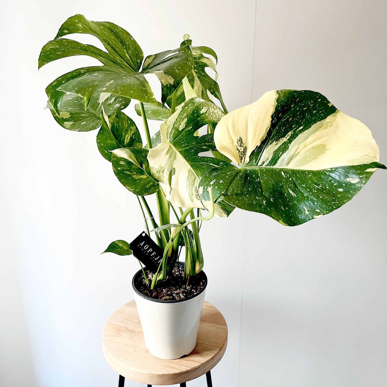 希少 斑入り モンステラ タイコンステレーション 2株植え 観葉植物  