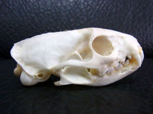 ジャワマングース 頭骨 - 頭骨・骨格標本・剥製 CORE-BOX - メルカリ