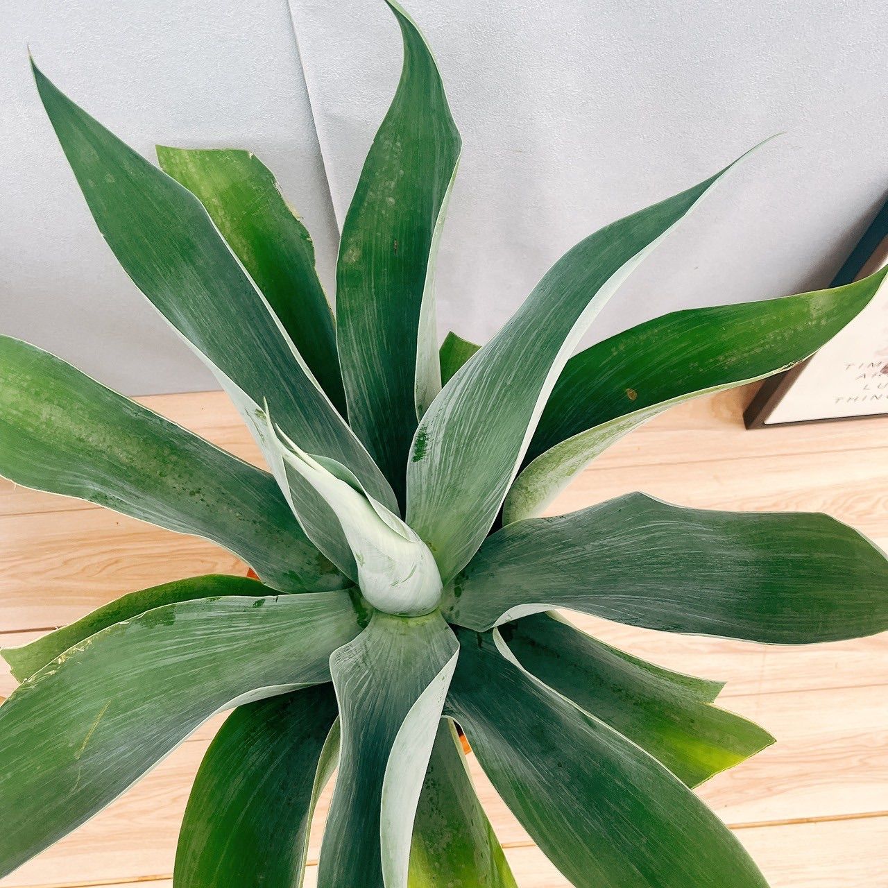 【現品】アガベ・アテナータ ボーチンブルー　10号　R5番 楽天市場】【現品・現物】アガベ・アテナータ ボーチンブルー 10