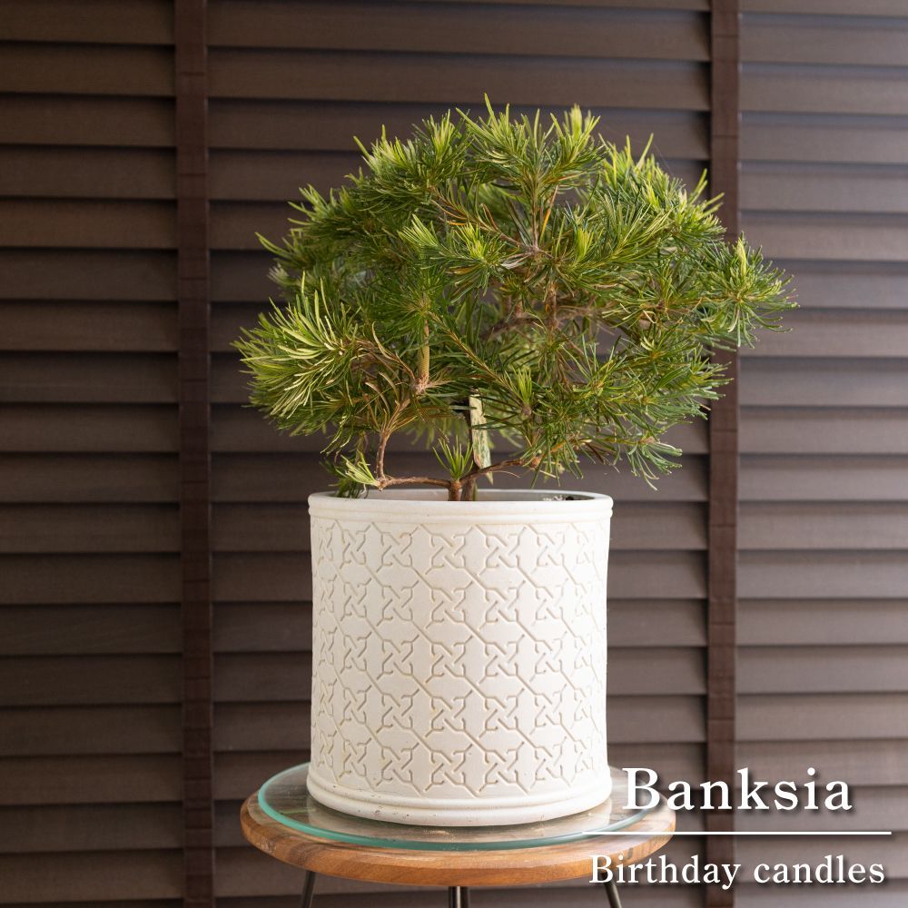 ② バンクシア　バースデーキャンドル　5号 パンクシア バースデイ キャンドル 苗 販売 苗木部 By 花ひろば