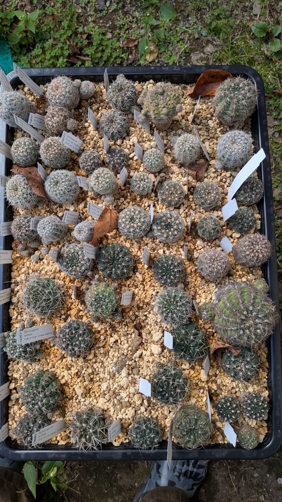 ナッシーさま ギムノカリキウム 苗フルセット ブルチー アンド エ モスティ