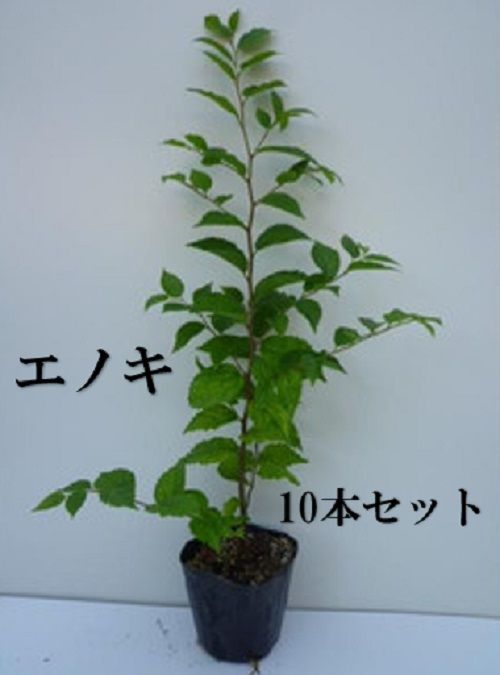 10本セット】エノキ樹高0.3m前後10.5cmポット - メルカリ