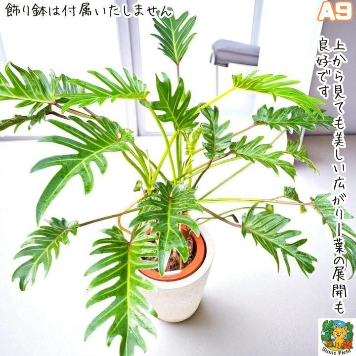 幹上がりが美しいフィロデンドロン・クッカバラA９・ 南国の雰囲気を楽しめる一鉢 幹上がりが美しいフィロデンドロン・クッカバラA9・ 南国の雰囲気を