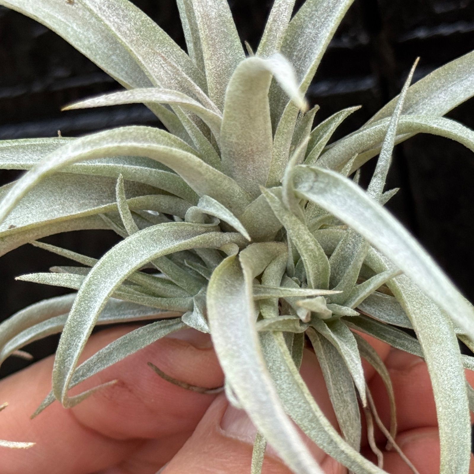 【現品・即購入OK】チランジア・カピタータ　クランプ　群生　特大　全幅約45cm クランプ＊チランジア カピタータ モーブ(モーヴ) Tillandsia capitata