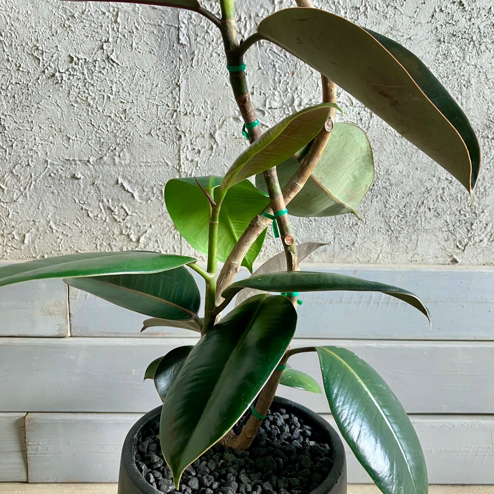 美形 根上がり モンステラ デリシオーサ 9号 テラコッタ鉢植え