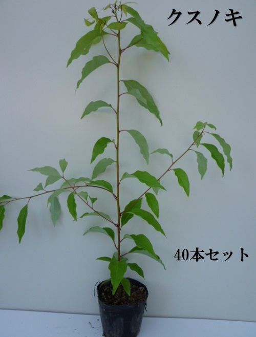 40本セット クスノキ樹高0.5m前後10.5cmポット