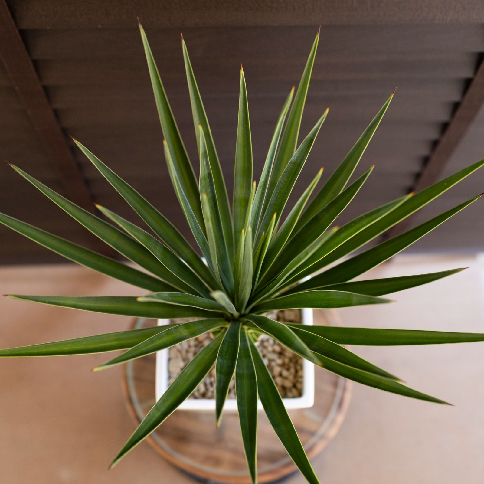 ユッカ ロストラータ サファイアスカイ 3 幹上がり 希少 ドライ