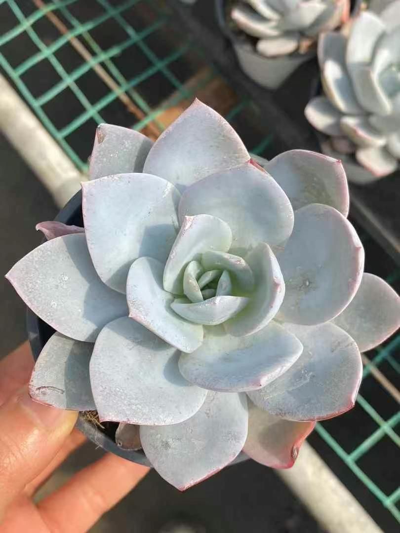 多肉植物　韓国苗　パラメラ　抜き苗 多肉植物 韓国苗♡パラメラ群生♡抜き苗♡おまけ付き♡ - メルカリ