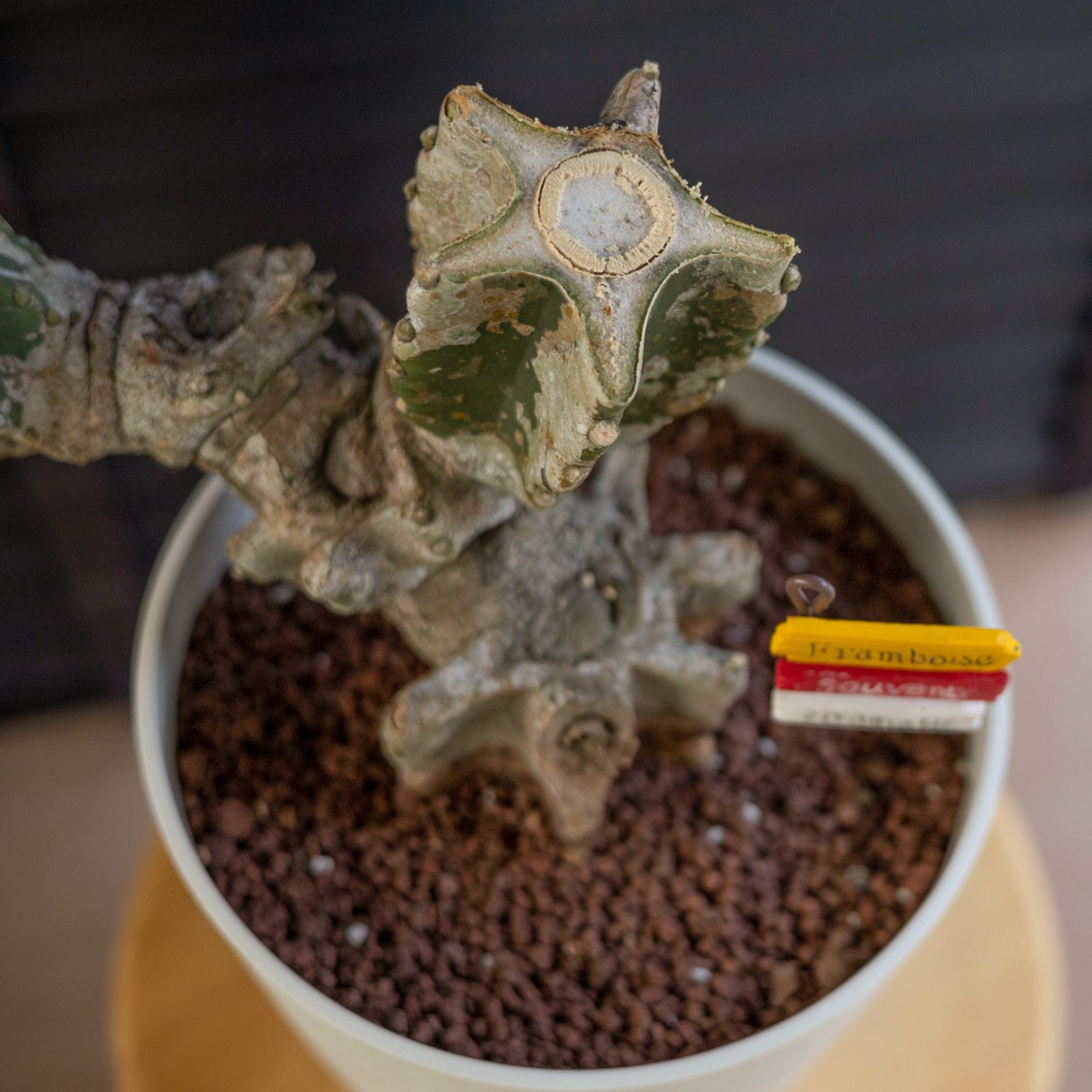 柱サボテン ブランチ 石化 柱サボテン ブランチ 鬼面角 7号 Branch 石化サボテン 観葉植物