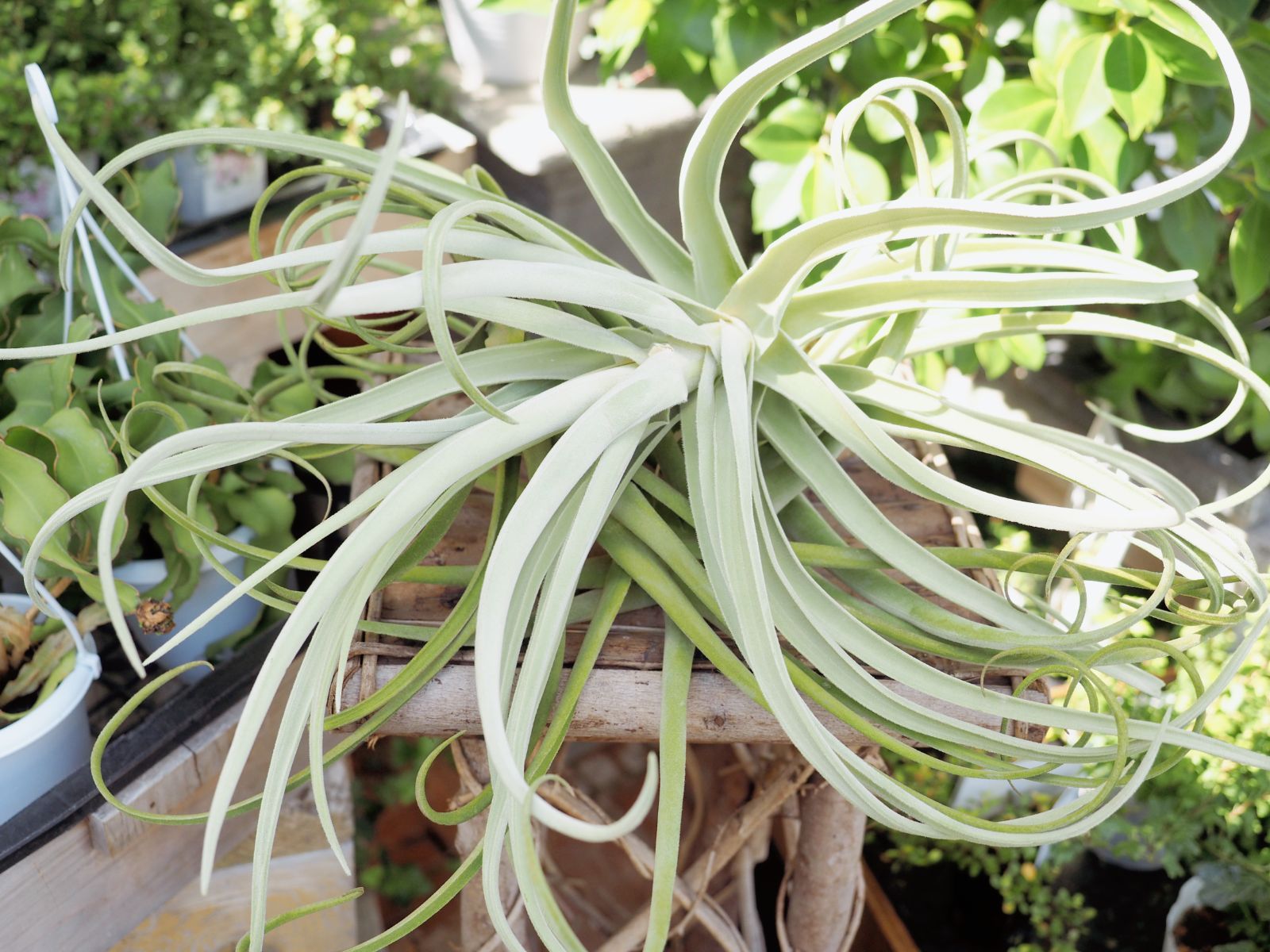 超超特大サイズの チランジア デュラティ Tillandsia エアプランツ - メルカリ