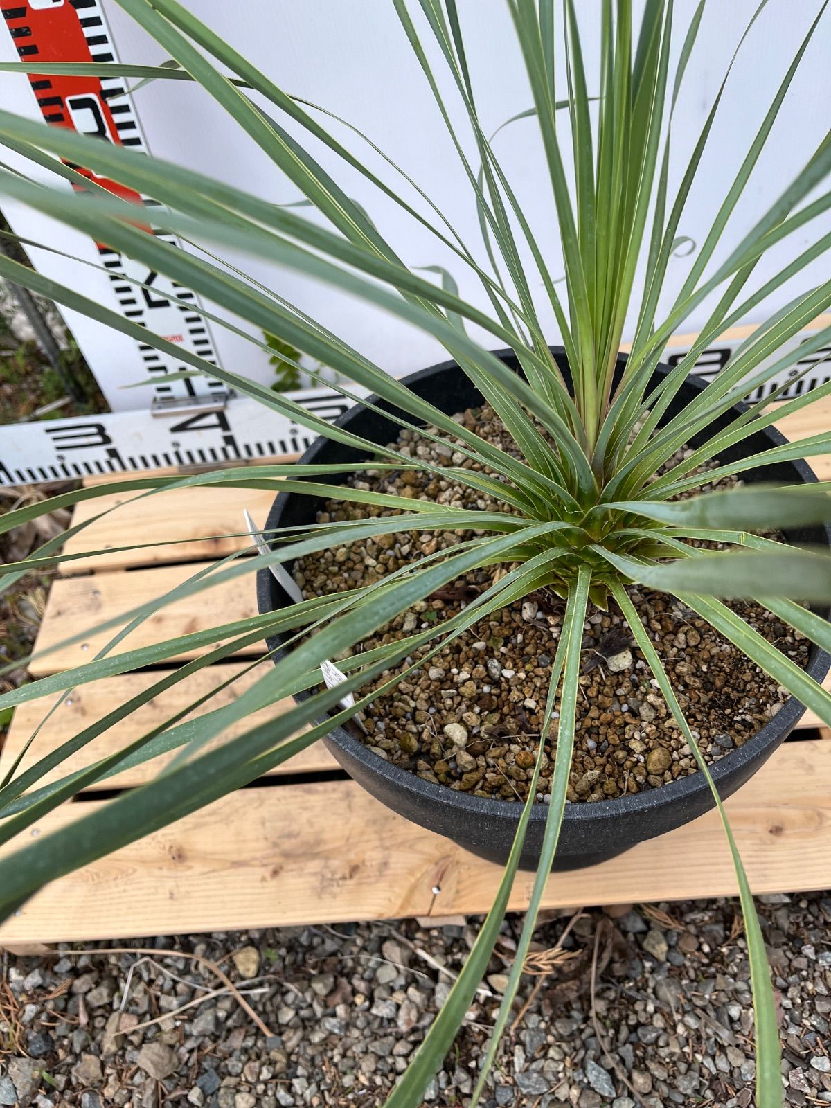 ロストラータ　サファイアスカイズ　８号　実生　観葉植物 ロストラータ サファイアスカイズ 8号 実生 観葉植物 ユッカ