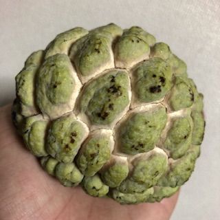 釈迦頭の苗1鉢 シャカトウ バンレイシ シュガーアップル苗木 釈迦頭の苗1鉢 シャカトウ バンレイシ シュガーアップル苗木