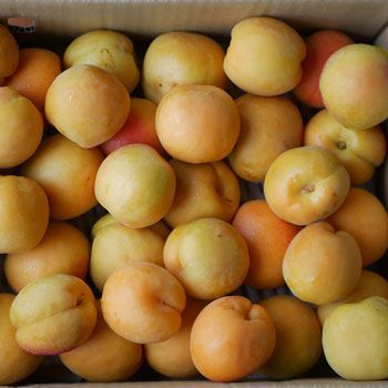 クール便 あんず 平和８ｋｇ ４ｋｇ×２箱 大小バラ詰め 長野県産 配送先 東北～関西地域 ６月中旬頃～出荷