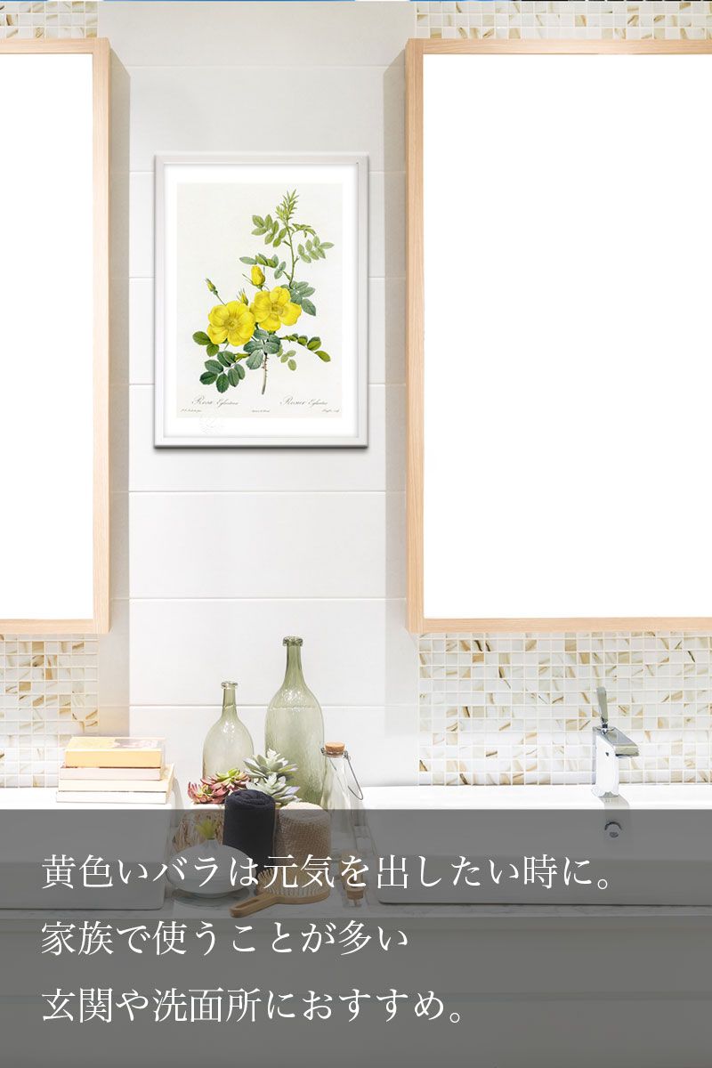 版画 絵画 ロサ・ハドソニアーナ・サリキフォリア ルドゥーテ