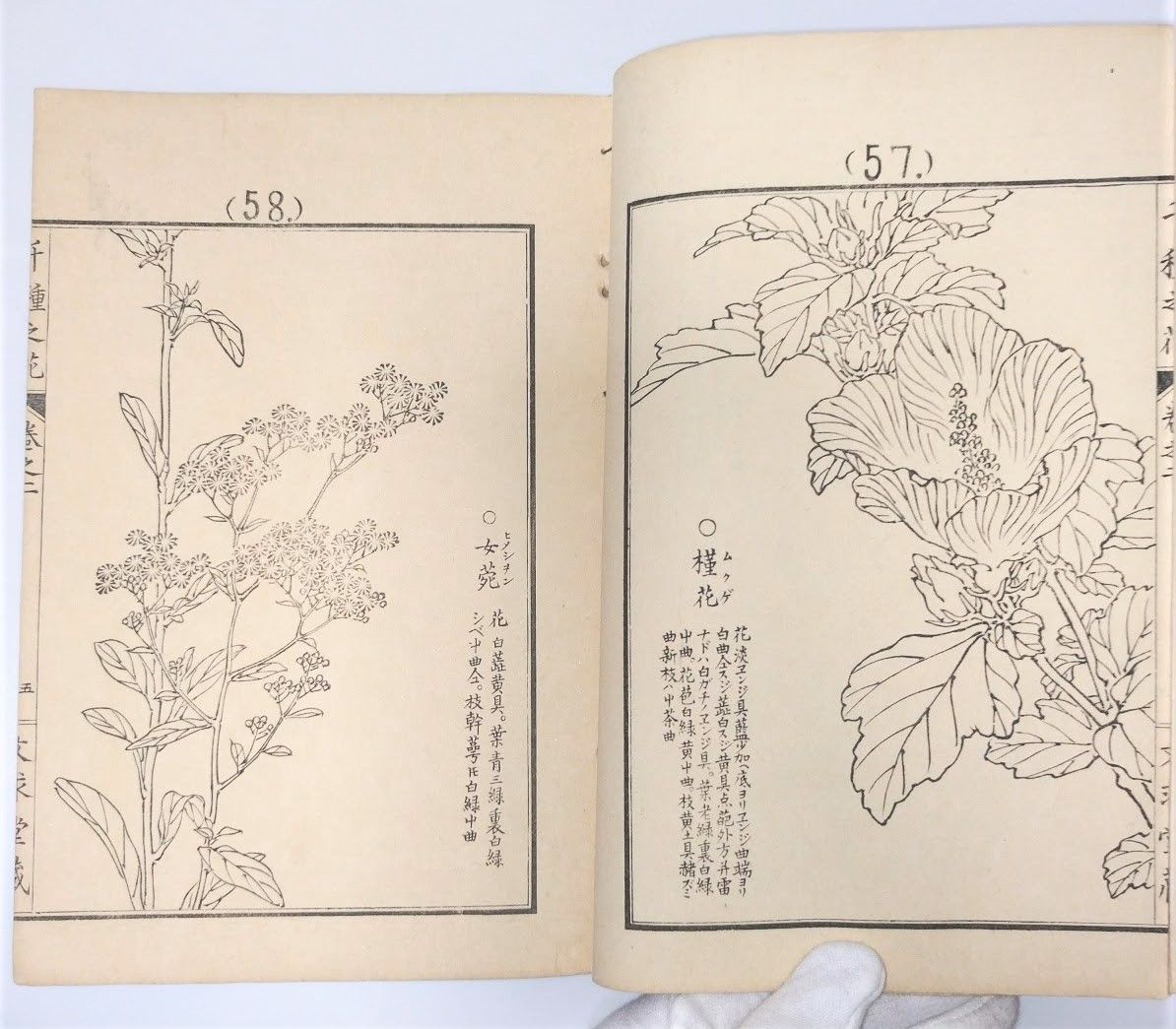 画譜 幸埜棋嶺画 「千種之花 2」絵入絵本 草花 図入 図譜 文求堂蔵 明治時代 木版 古美術 浮世絵 和本 古書#和本～江戸屋～ - メルカリ