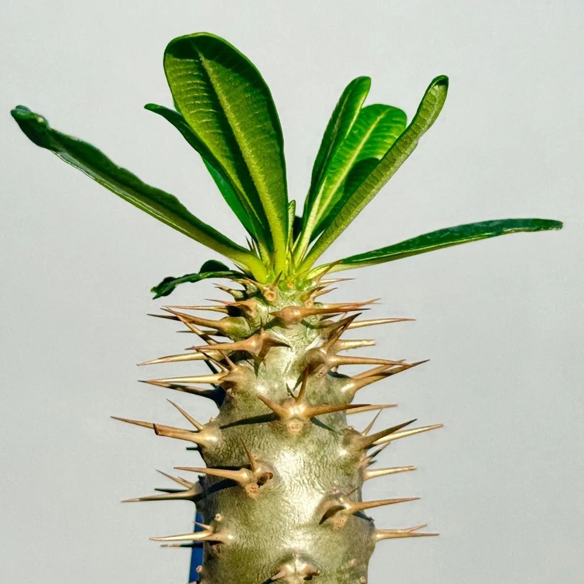 パキポディウム アンボンゲンセ134 - メルカリ