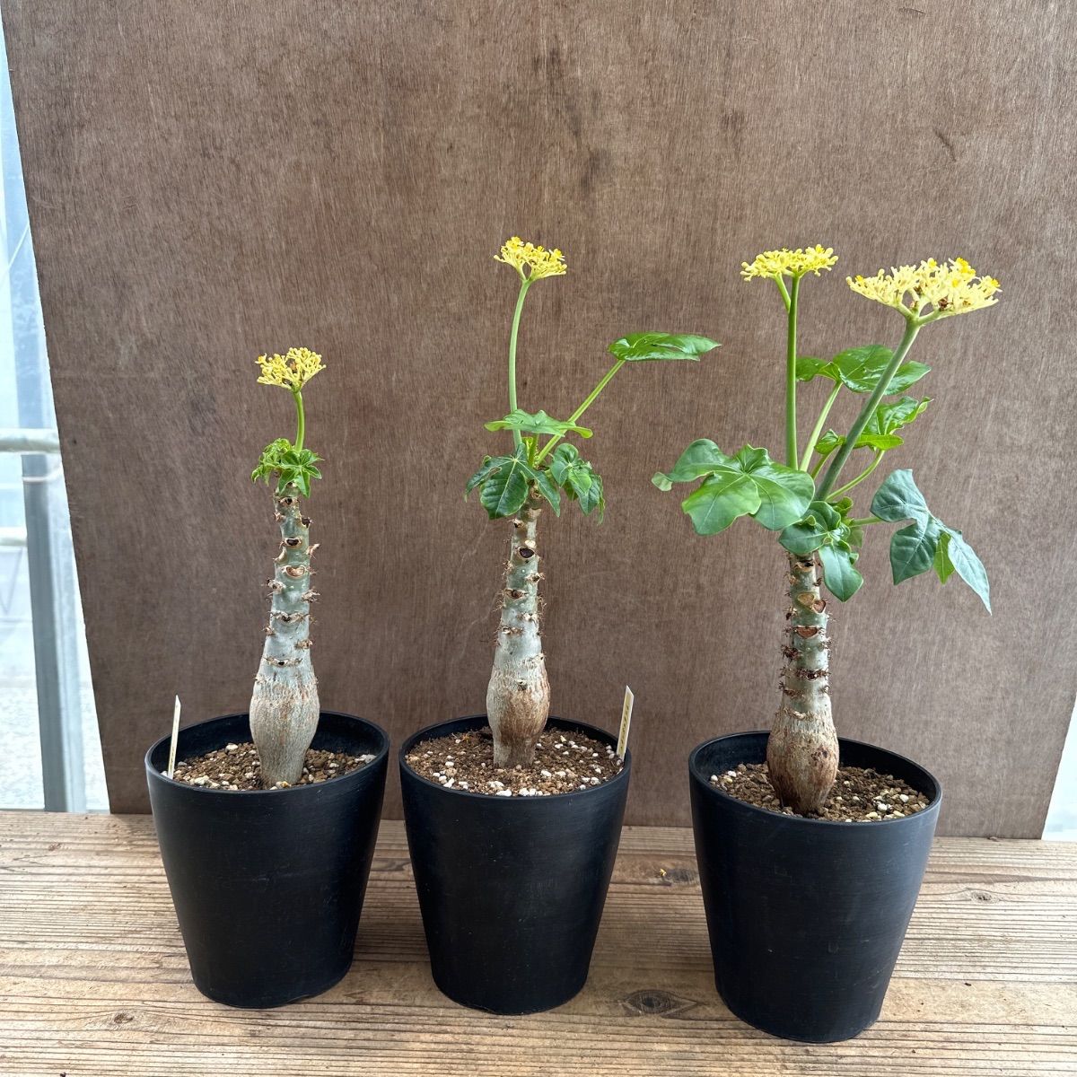 サンプル】ヤトロファ ポダグリカ 黄色花 Jatropha podagrica