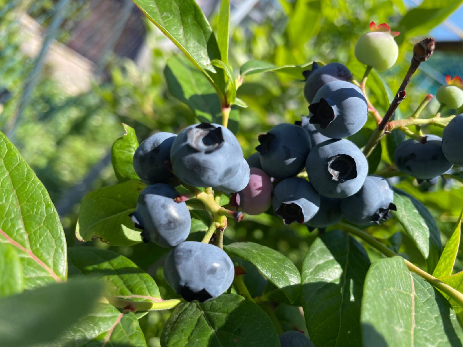 冷凍 完熟 ブルーベリー オンライン & 冷凍 ブラックベリー 約3.25kg