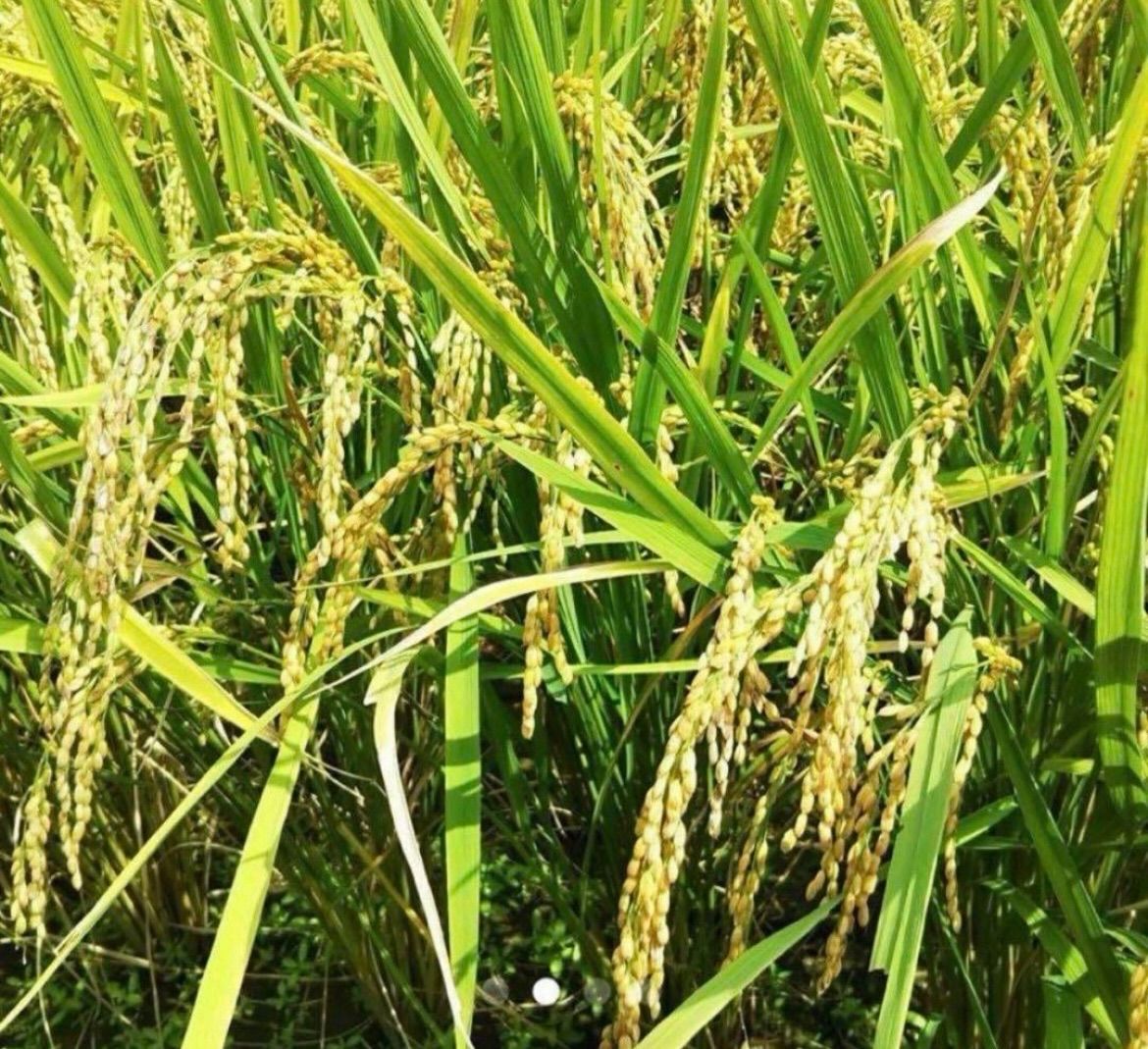 令和7年産 新米 大分県産コシヒカリ 白米27㎏ 資材重量込みお