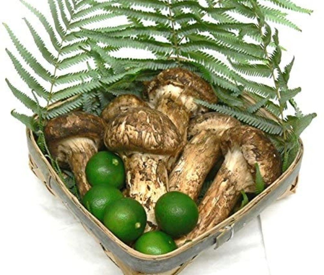 秀品 中国2L L大 つぼみ 中腕松茸 約480 500g前後 4 9本入