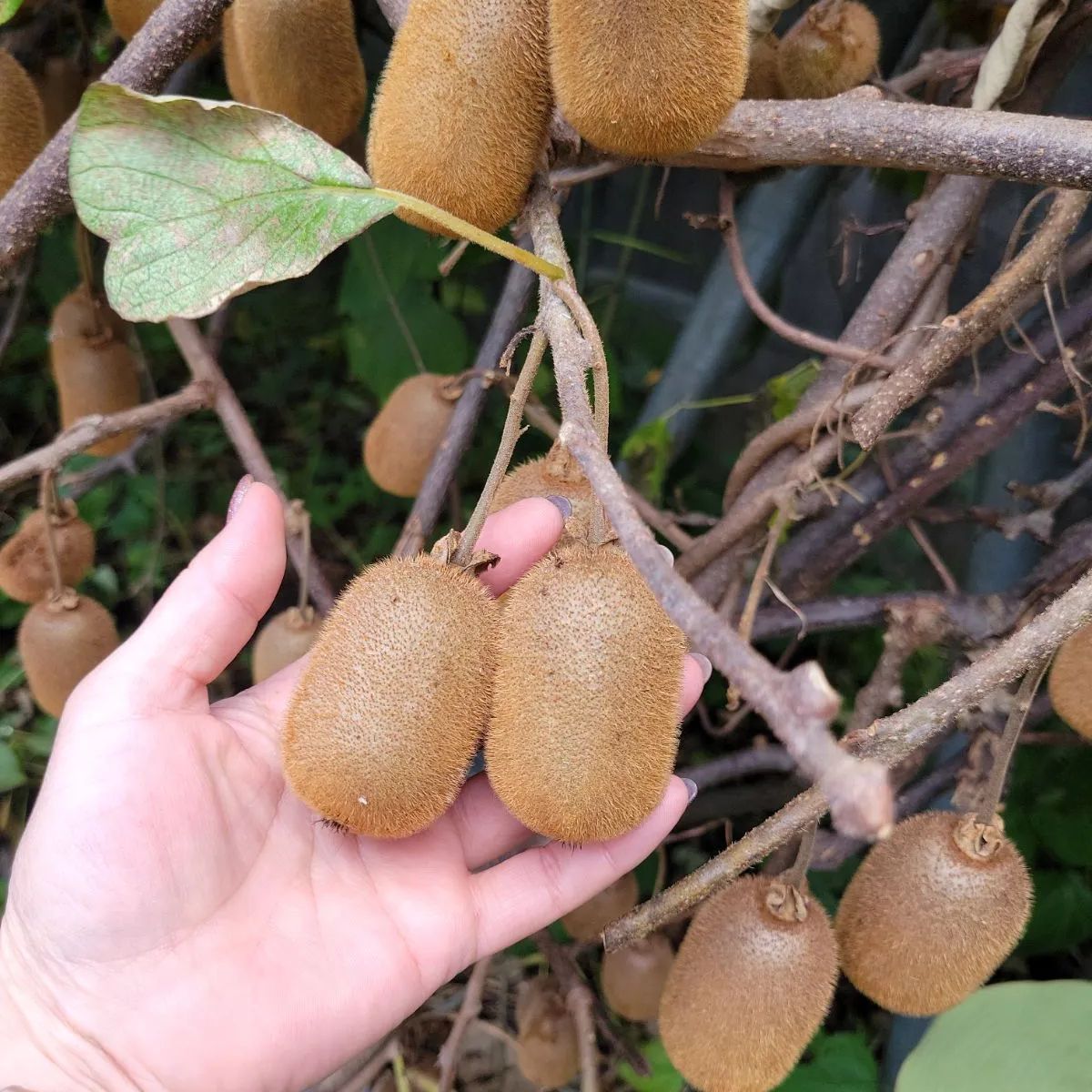 青森県産 無農薬 🥝キウイフルーツ🥝 - メルカリ