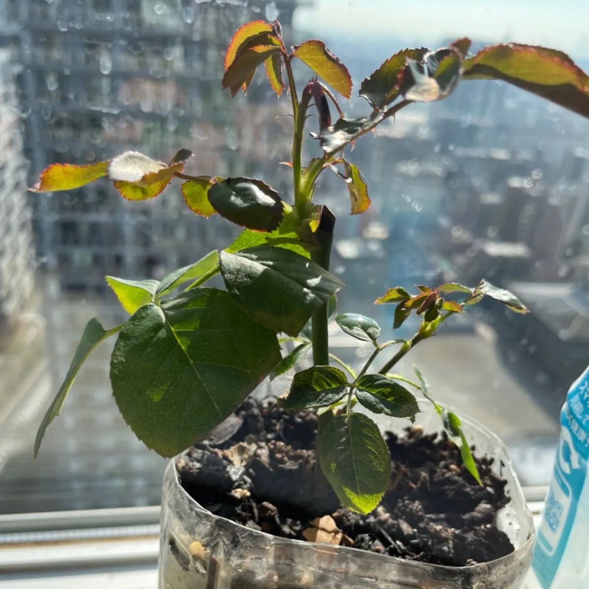 入手困難 超強香 心を揺さぶる美しい和バラ苗 数量限定 - メルカリ