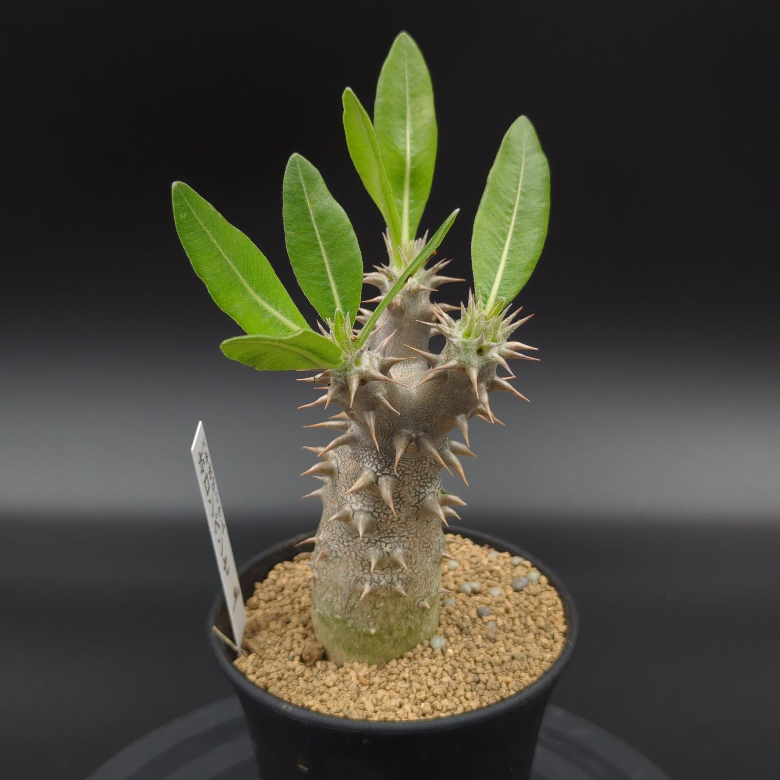 パキポディウム・ホロンベンセ【カクタス長田 特選品】 - メルカリ