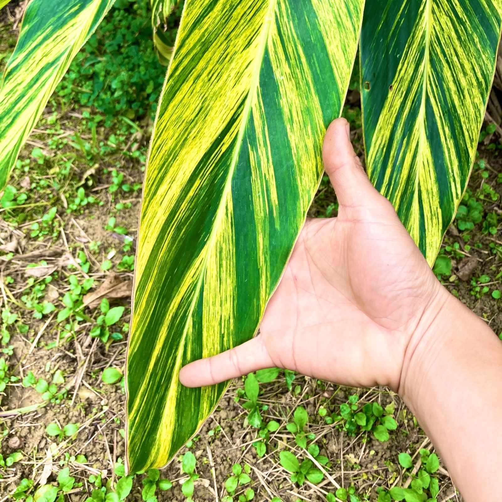 月桃苗・観葉植物 - その他観葉植物