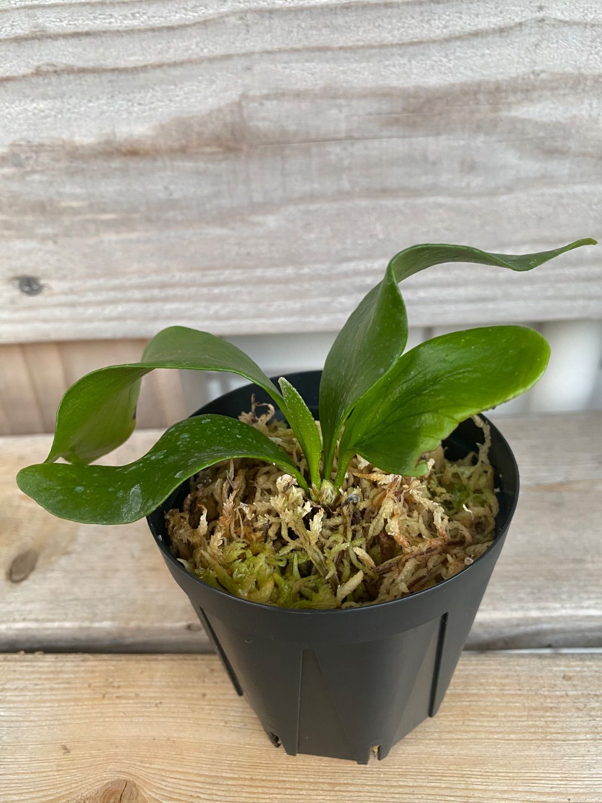 P. Flamenco（hillii x coronarium）TC ビカクシダ - メルカリ