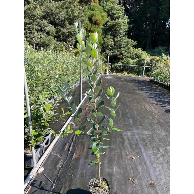 人気激安 新品 未使用 フェイジョア 果樹 15 0ｐ 本 樹高1 0ｍ前後 植物 観葉植物 Www Miirza Com Mx Www Miirza Com Mx