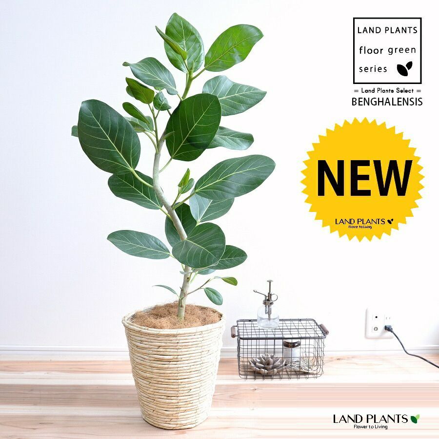 大谷桃子 | Club Table 大谷桃子 バナナの葉角長皿 角皿 2枚セット