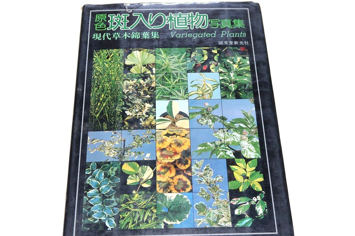 原色斑入り植物写真集・現代草木錦葉集・Variegated plants/現代の斑入り植物の総合写真集はわが国はもちろん外国でも類書がない - メルカリ