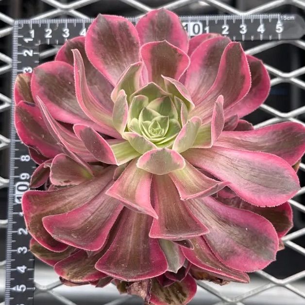 ピンクガール◎多肉植物 カット苗 韓国苗 アエオニウム等 ピンクガール アエオニウム 多肉植物 カット苗 現品 - メルカリ