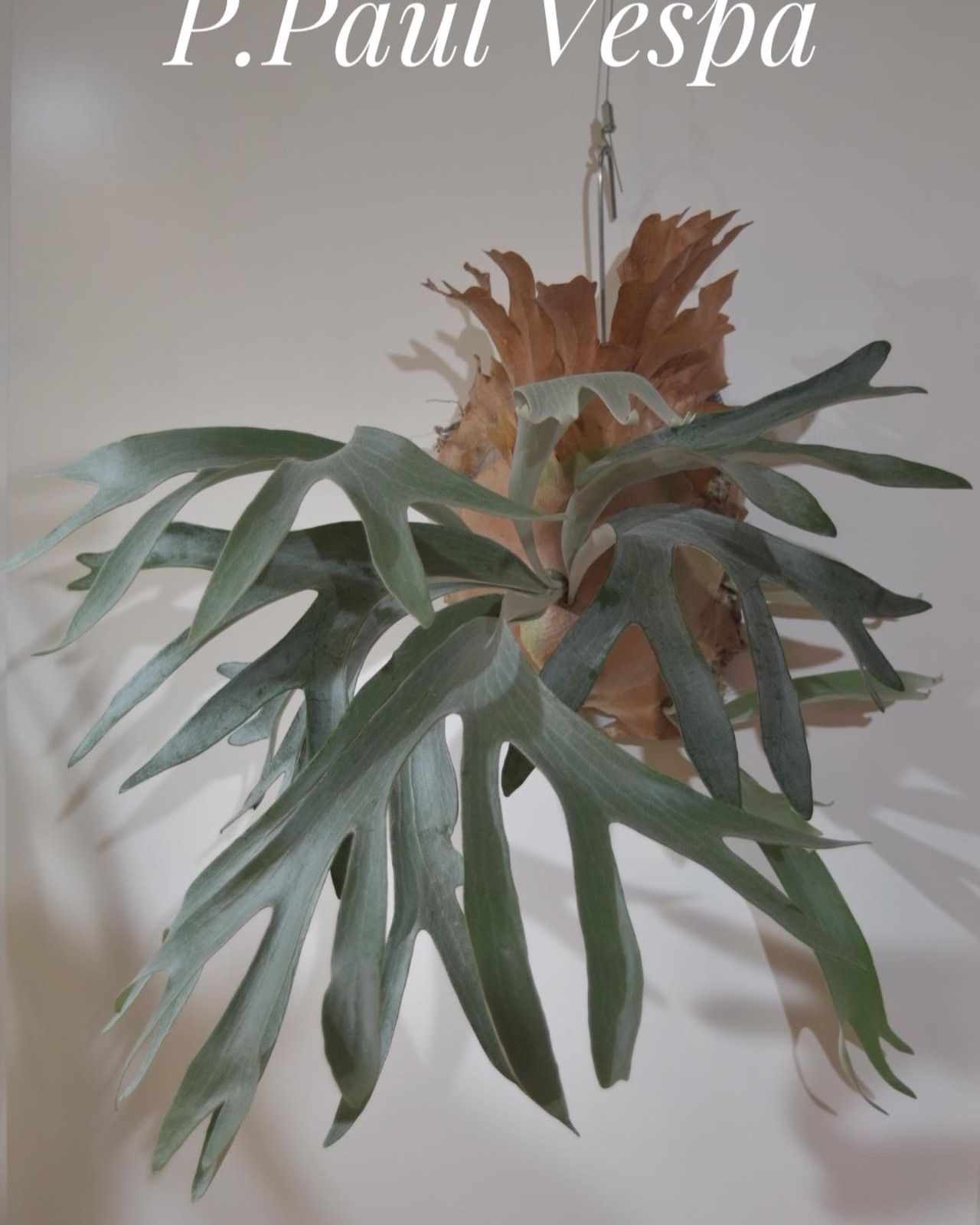 P.Paul Vespa(OC) ビカクシダ ポールベスパNo.2 - メルカリ