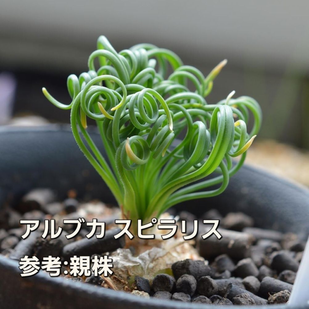 蒔き時です！ 種子 ２０粒 くるくる植物 アルブカ スピラリス ケープ