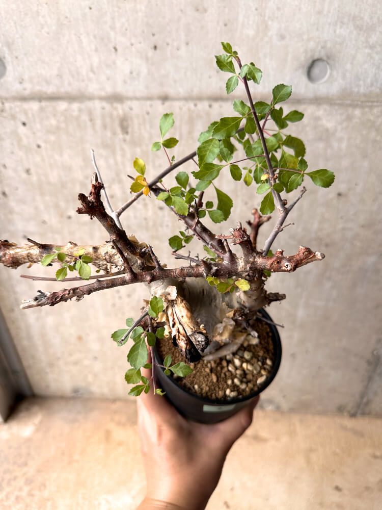 現品限り】コミフォラ・カタフ ターカネンシス 発根済み 2年以上管理【D2】 Commiphora kataf turkanensis【植物】塊根植物  夏型 コーデックス - メルカリ