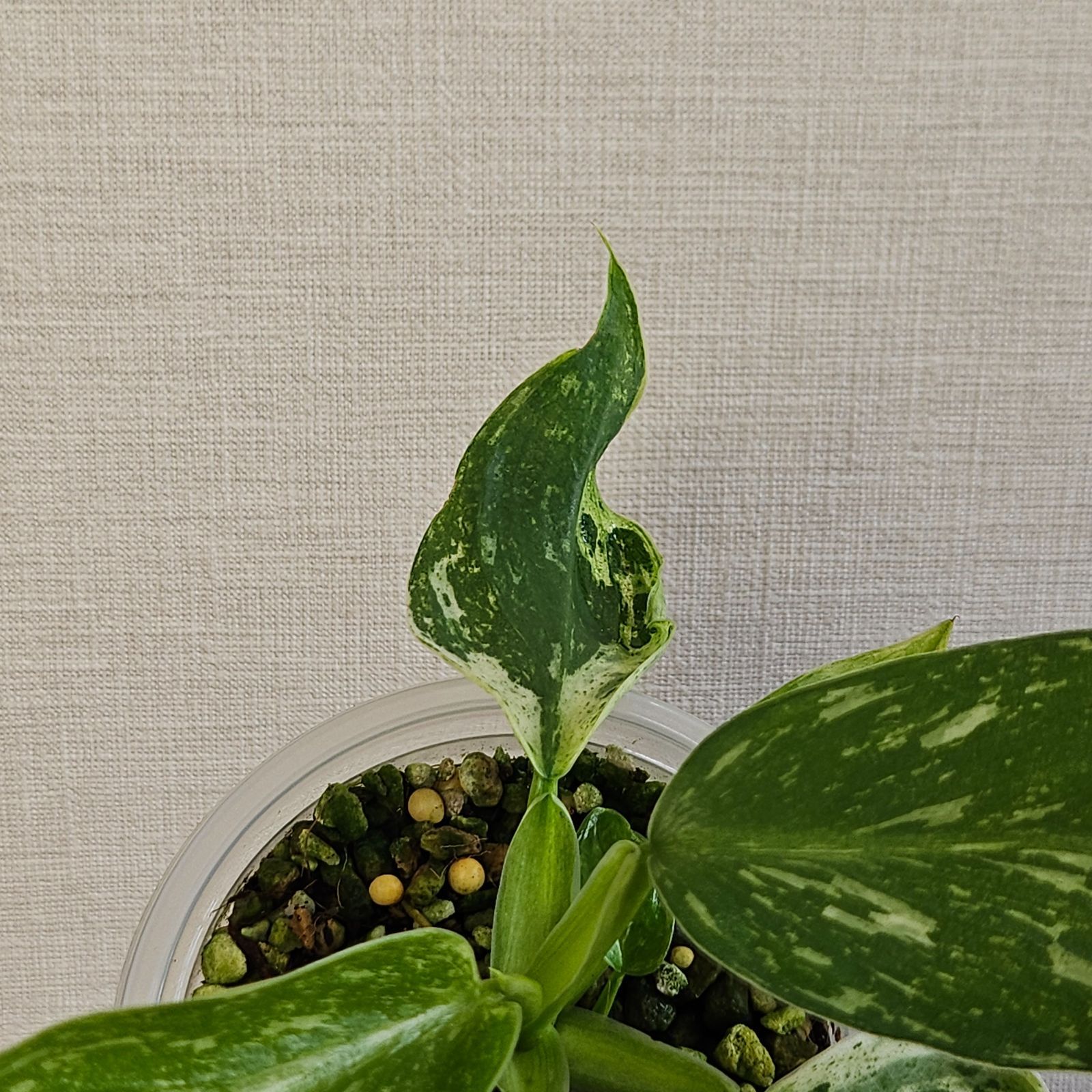 フィロデンドロン ジョセボーノ〕Philodendron Jose Buono 斑入り 観葉植物 - メルカリ