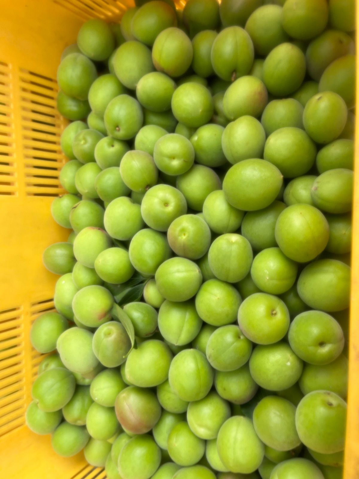 最終値下 青梅 箱込み15キロ もーじき終わり なおキングの梅 最終値下 青梅 箱込10キロ 数日限定セール なおキングの梅 - メルカリ