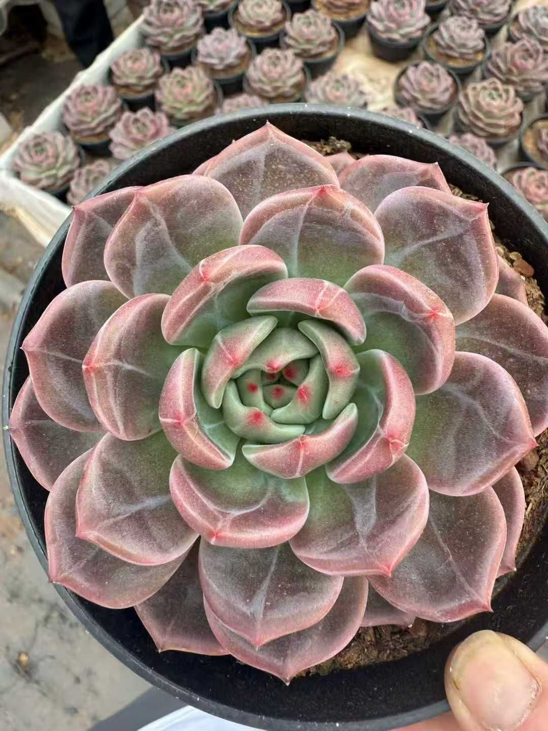 WBLHF2152×15 キューオレンジダイタンカタ 抜き苗 多肉植物 アエオニウム エケベリア 韓国苗 YUZUMIYA_COM