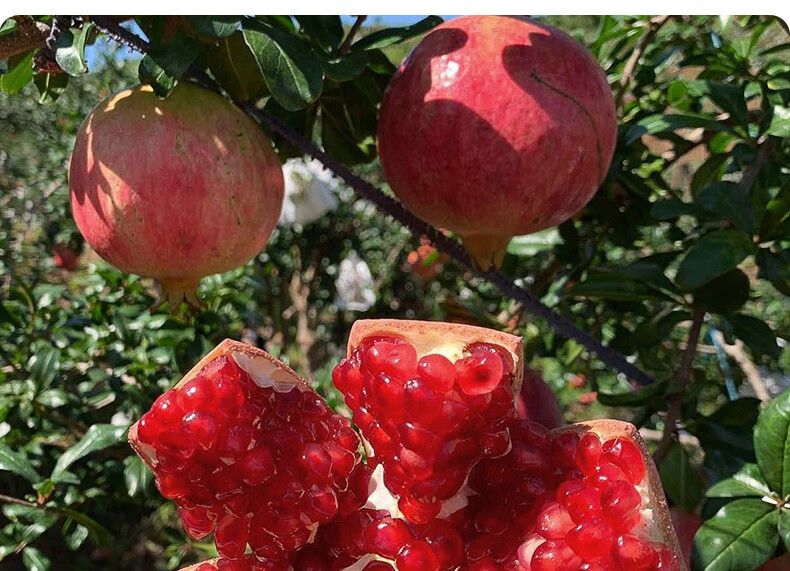 即日発送！ 良い 新鮮【空輸】アメリカ産ザクロ 石榴 1箱セット約5.8