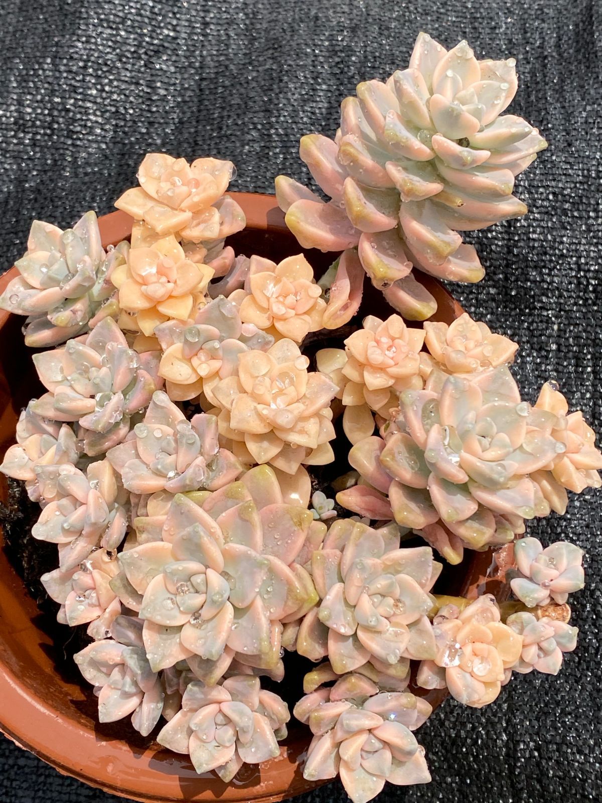 メルカリ便サービス［A231］多肉植物 韓国苗 バイオリーナ錦