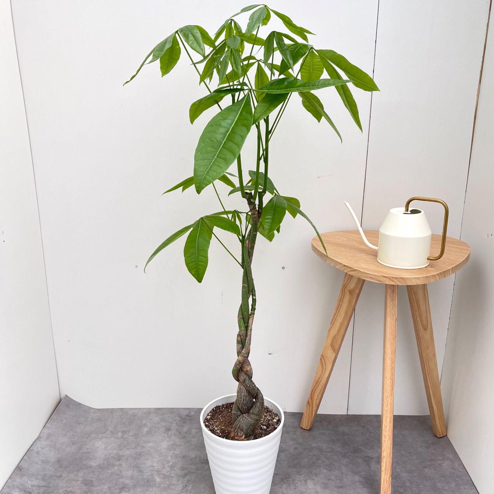 観葉植物 室内