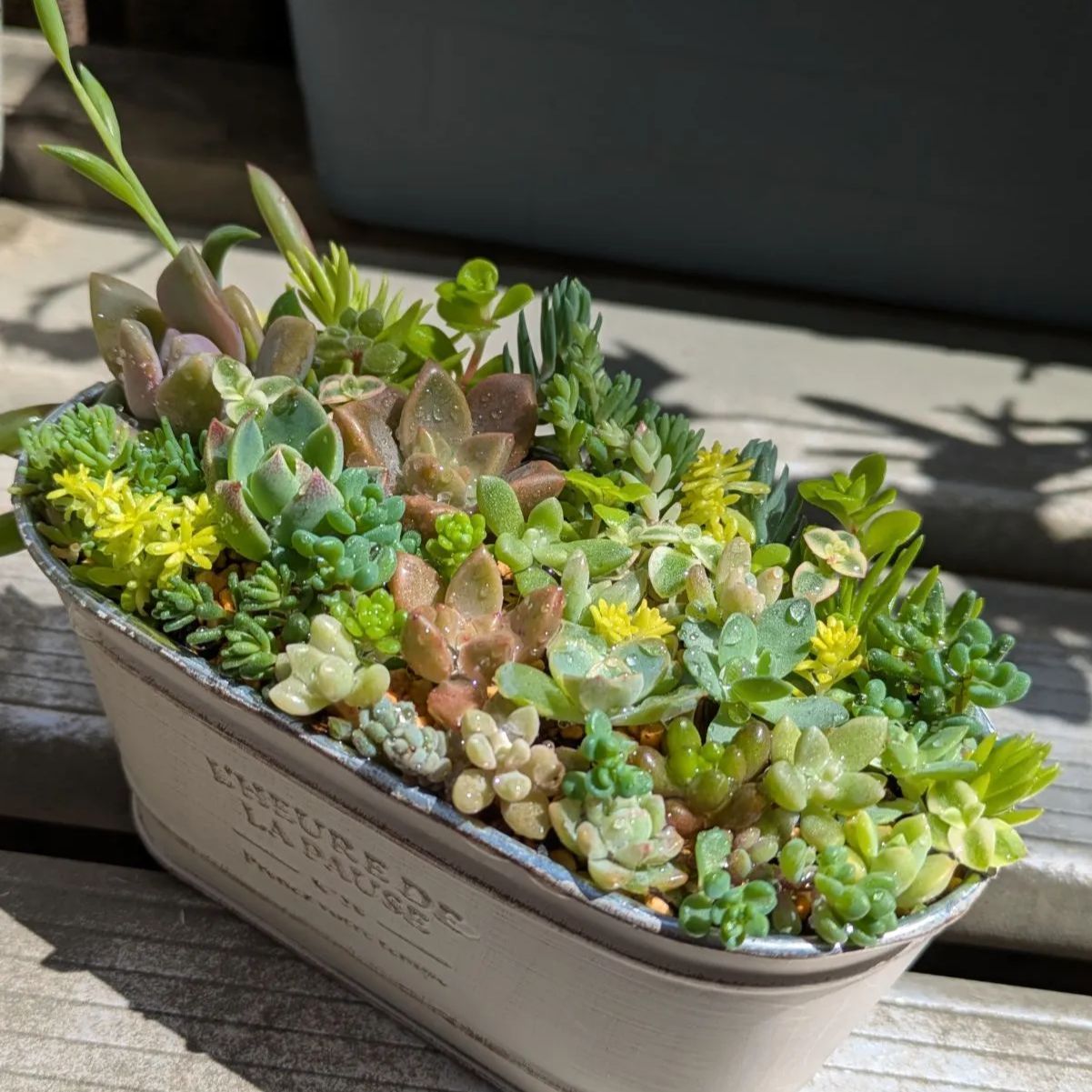 多肉植物 寄せ植え カット苗【宅急便コンパクト20㌢×25㌢×5