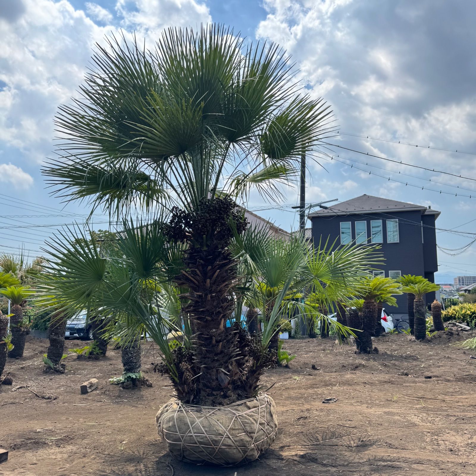 3m】 チャメロプス チャメロップス - メルカリ