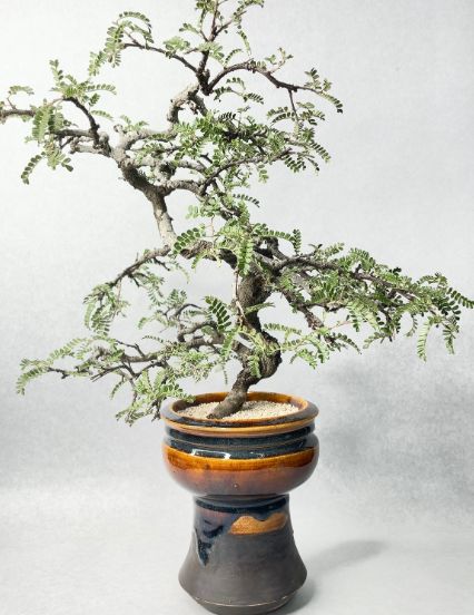 美品】SOTO LABO コットンコカゲウィング ナロー サンドカラー 美品