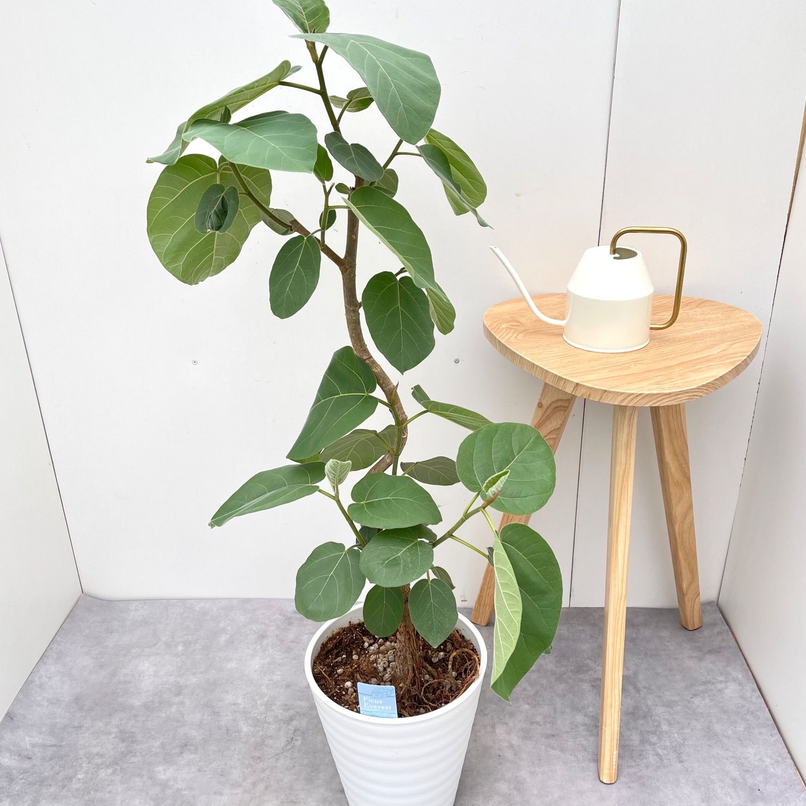 フィカス エベレスト 3 現品 観葉植物 室内 大型
