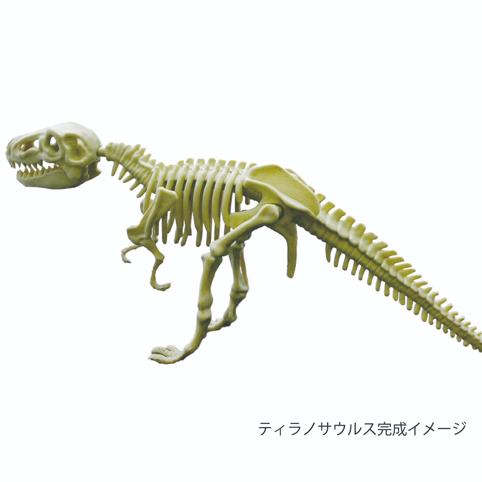 モデル着用＆注目アイテム ガシャポンで発掘 化石恐竜2 12個セット