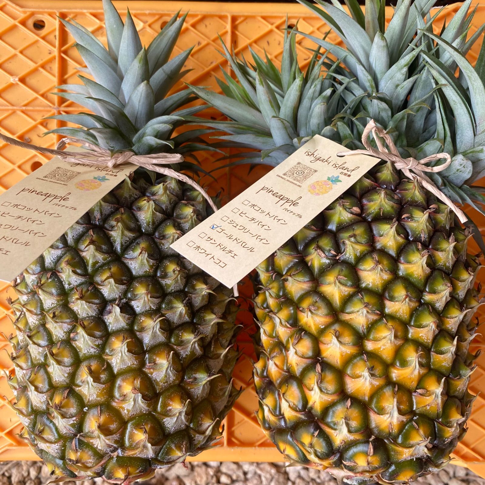 石垣島 ゴールドバレルパイン 約3kg クール便＊新品 - メルカリ