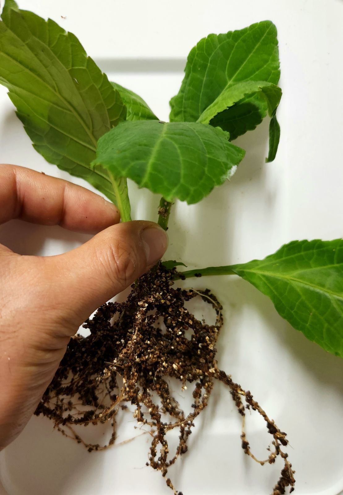 Salvia divinorum サルビア ディビノラム A