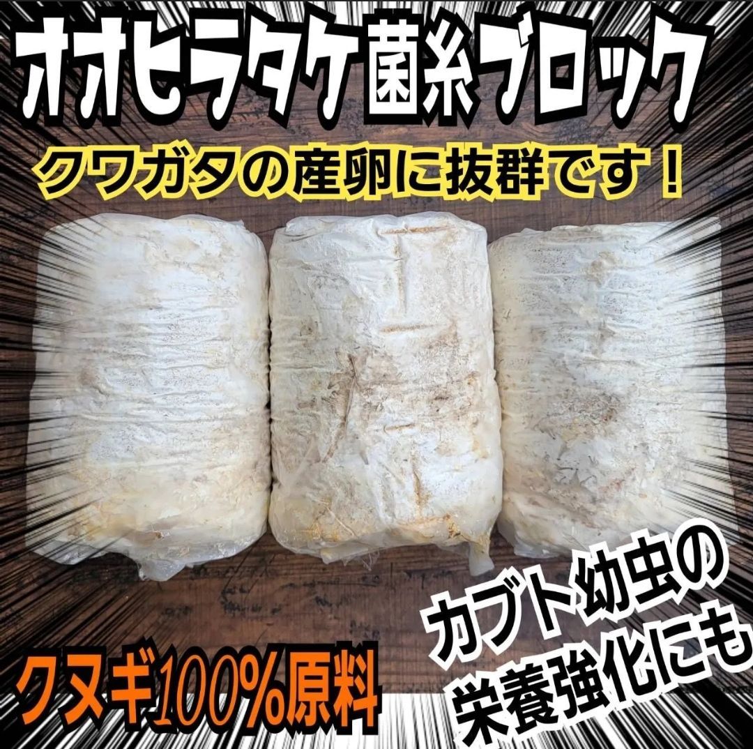 クワガタの産卵木の代わりにどうぞ！ マットに埋め込むだけで爆産！ オオヒラタケ菌床ブロック【3個セット】割り出しが楽で幼虫がたくさんとれます！発酵マット に埋め込みカブトムシ幼虫の栄養強化にも使えます！ - メルカリ